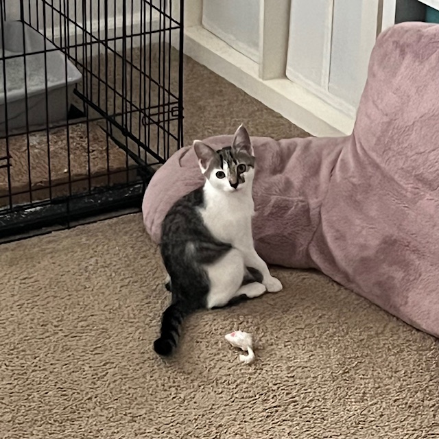 Male - 4 Month Old - Tabby