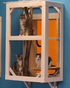 SCOTCH SHISITO PEPPER