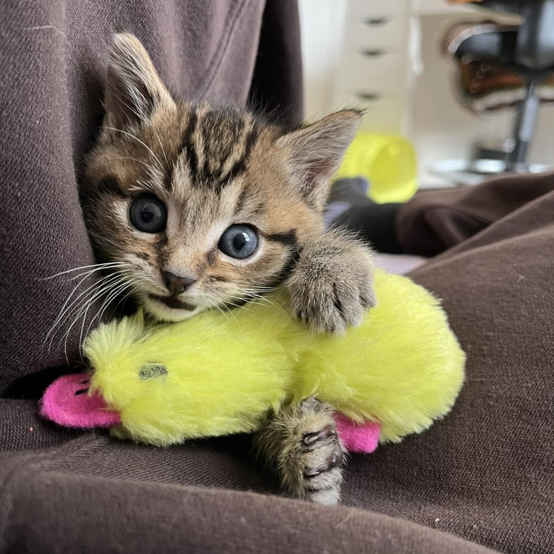 WREN 100 Male - November 2025
