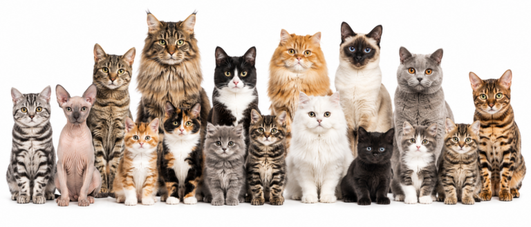 cat adoption atlanta