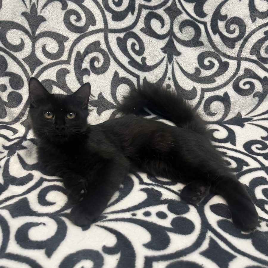 amaretto