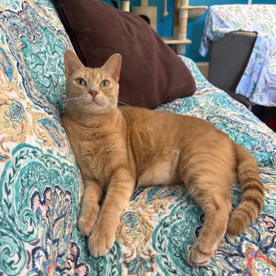 gus 0720 2
